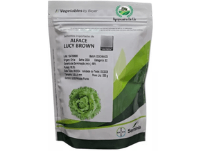 Semente de Alface Americana Lucy Brown Seminis 5000 Sementes Semente de Alface Americana Lucy Brown Seminis 5000 Sementes