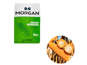 Semente Milho Morgan MG 593 PWU 20kg