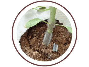 Semente  Porta-enxerto Para Tomate  Shincheonggang - 1.000 Sementes