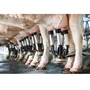 Biomast Lactação 10g Mastite Gado Leite Caixa Com 24un