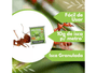 Formicida Isca Grão Verde Formigas Cortadeiras Jardim - 500g