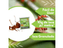 Kit 2 Formicida Isca Grão Verde Formigas Insetos Jardim 500g