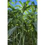 Kit 2 Semente Sorgo Boliviano Gigante Agri002e 1kg