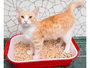 Kit Bandeja Higiênica Gatos + 3 Granulados Higiênicos Madeira Gato 2Kg