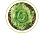 Lata de Sementes Importadas Alface Lucy Brown 25000 Sementes - Seminis