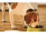 Ração Birbo Tradicional Cães Adulto Médio Grande Porte Frango 15Kg