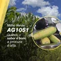 SEMENTE DE MILHO HIB AG - 1051 - 5KG