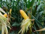 Semente de Milho Hibrido Convencional AGRI320