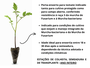 Semente  Porta-enxerto Para Tomate  Shincheonggang - 1.000 Sementes