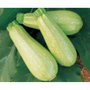 Sementes Importadas de Abobrinha - Topseed