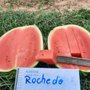 Sementes Importadas De Melância - Topseed