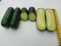 Sementes Importadas De Pepino - Harris Moran