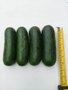 Sementes Importadas De Pepino - Harris Moran