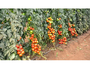 Sementes Importadas de Tomate Hibrido Coronel 1000 Sementes - Seminis