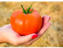 Sementes Importadas de Tomate Hibrido Coronel 1000 Sementes - Seminis