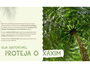 Vaso Cuia Com Fibra De Coco Grande  - Jardim Nutriplan